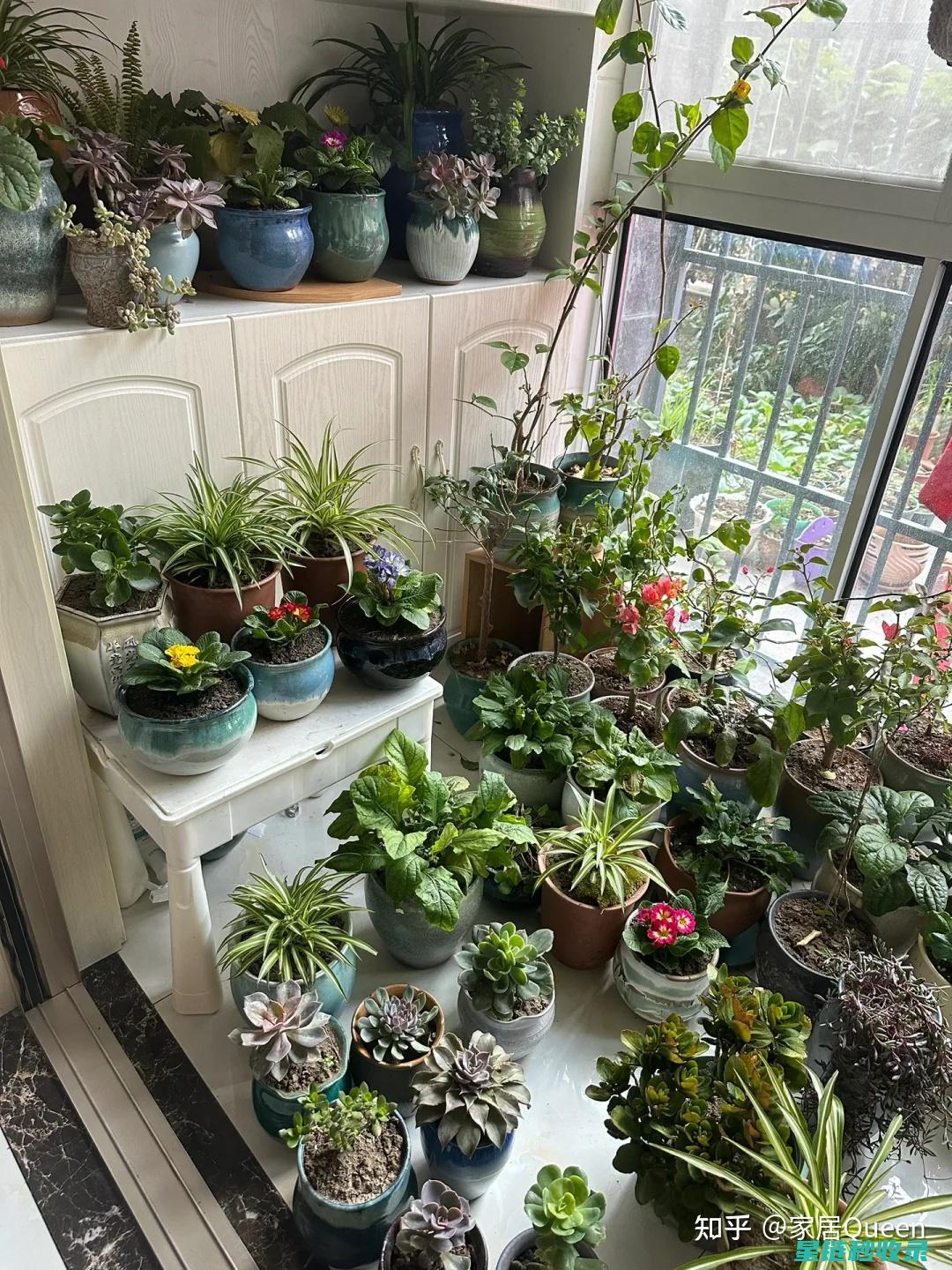 阳台植物园：轻松实现家庭园艺梦想的实用建议 (阳台植物园养空气凤梨的奇迹)